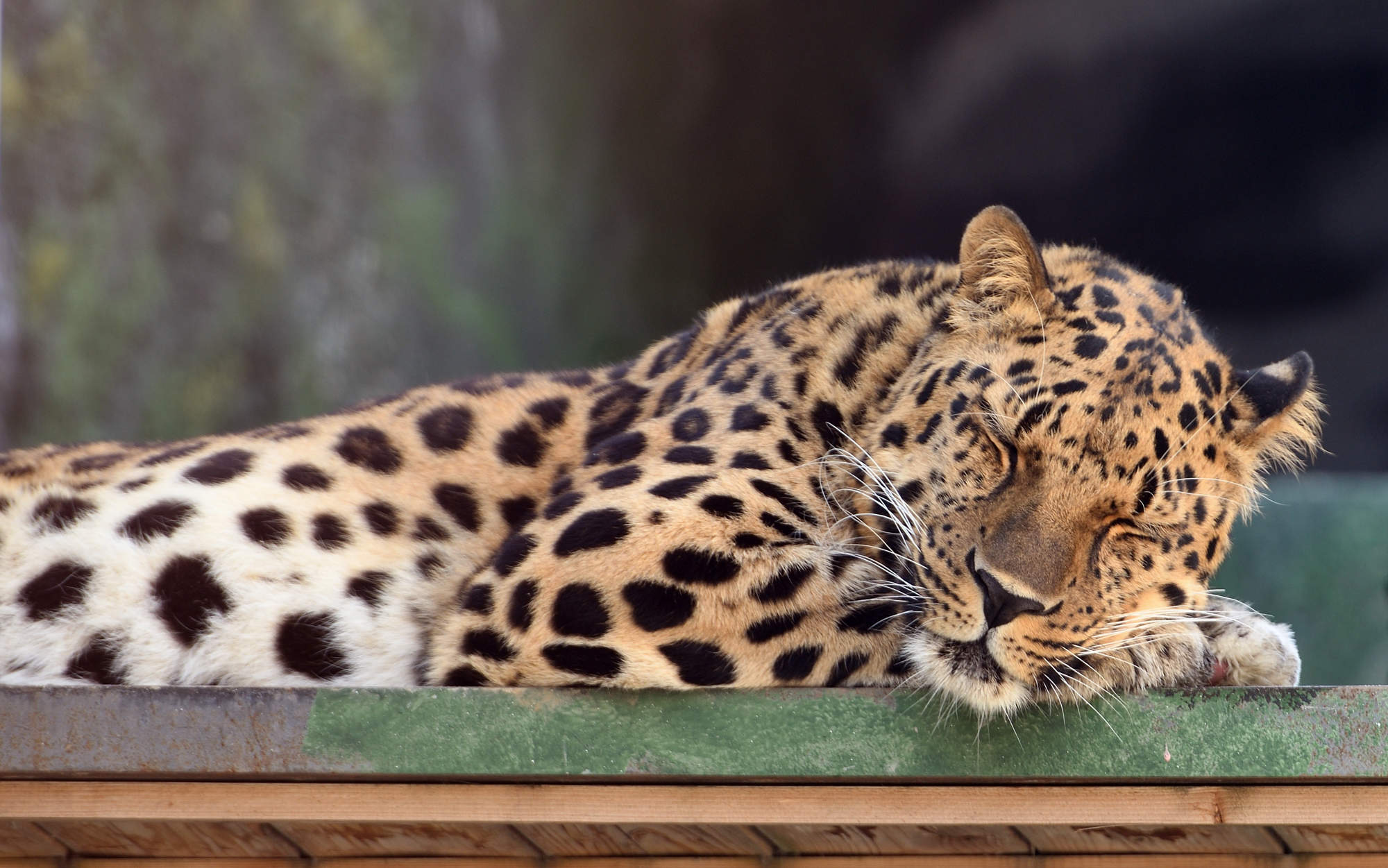 LEOPARDO DE AMUR