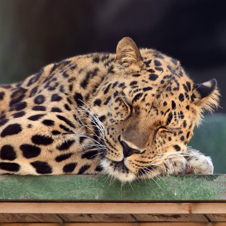 Animales en peligro de extinción con fotos