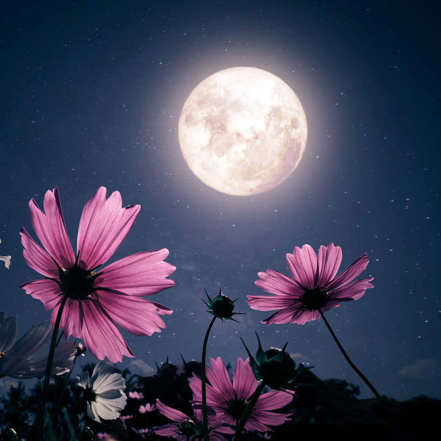Luna llena mayo 2023 o luna de flores