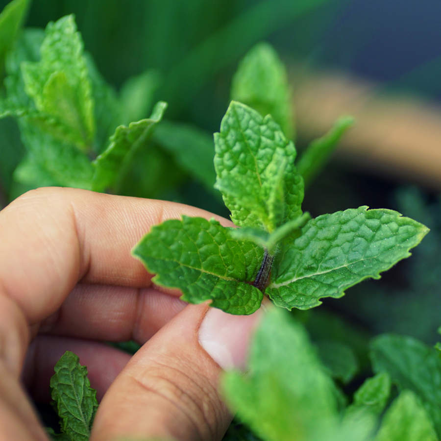 5 recetas con hojas de menta para beber, belleza y el hogar 