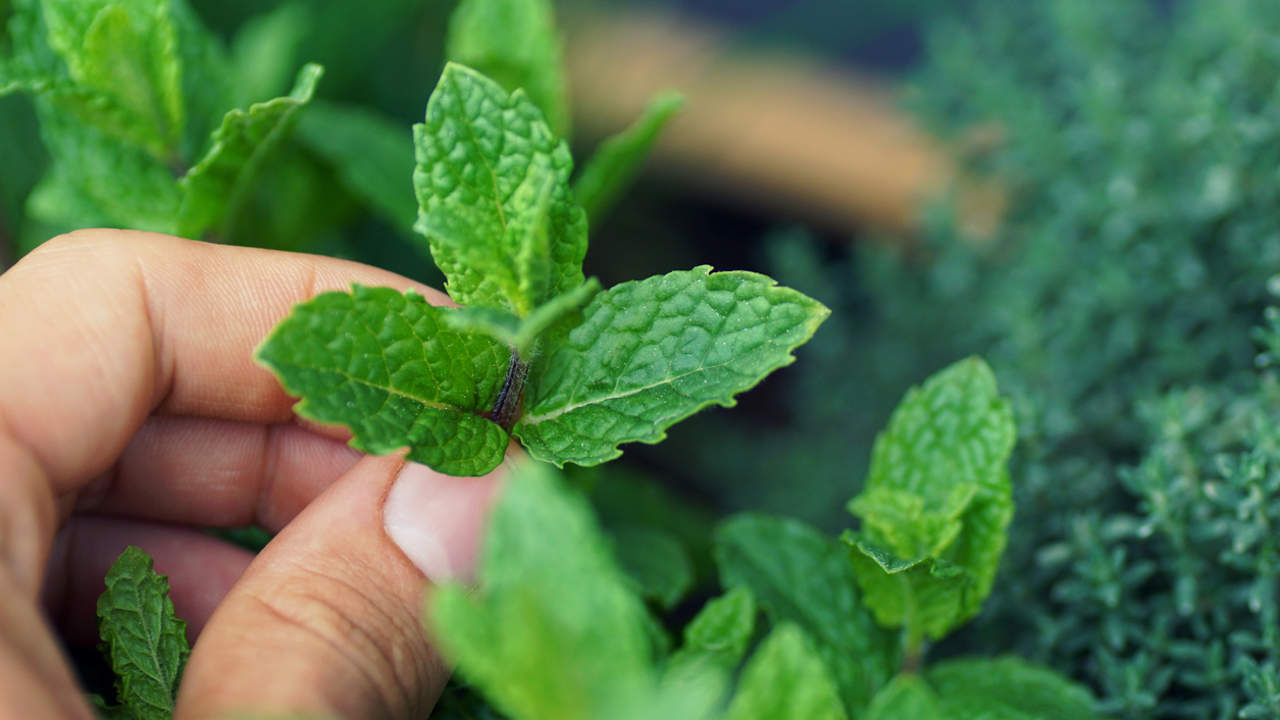 Menta