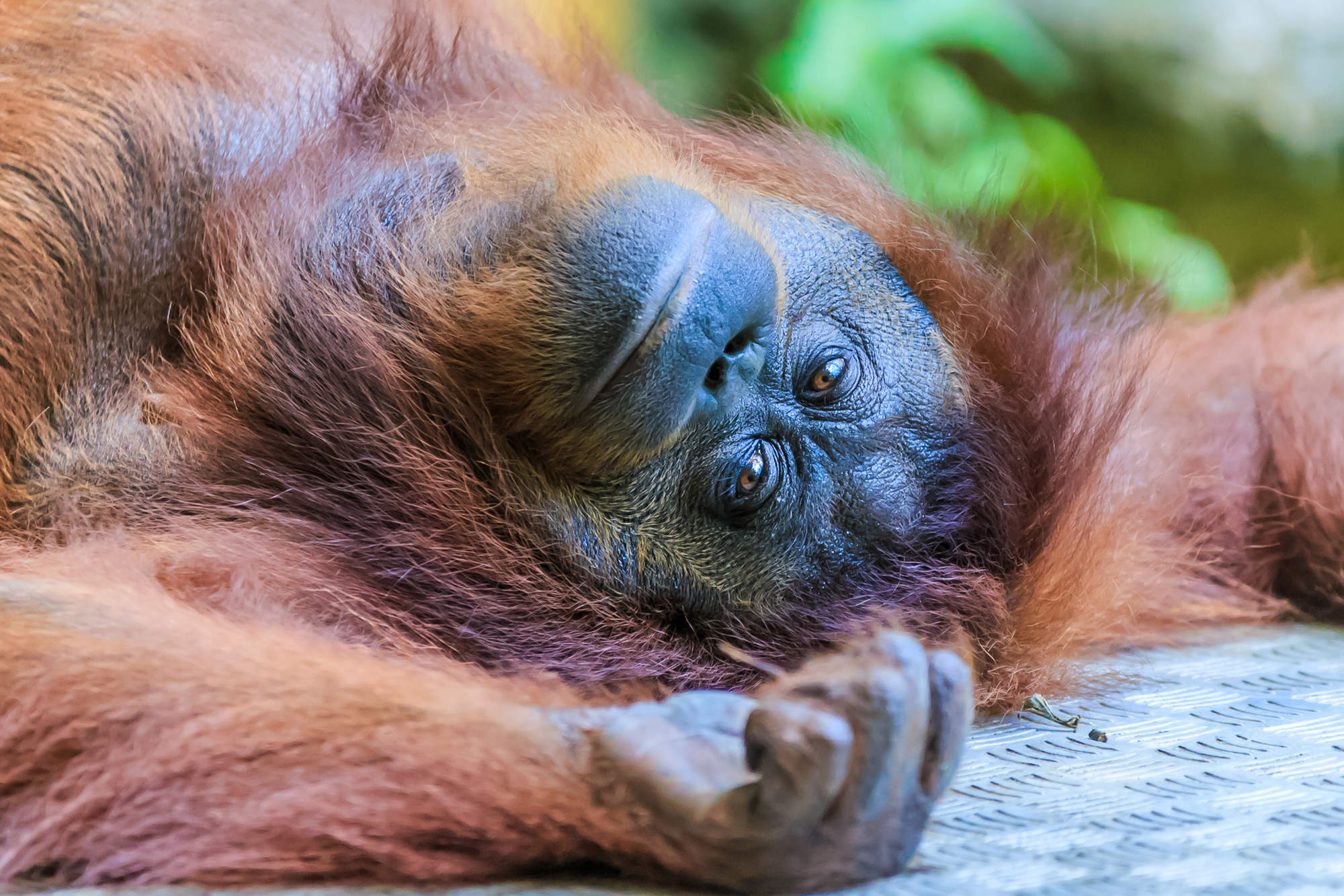 ORANGUTAN DE BORNEO