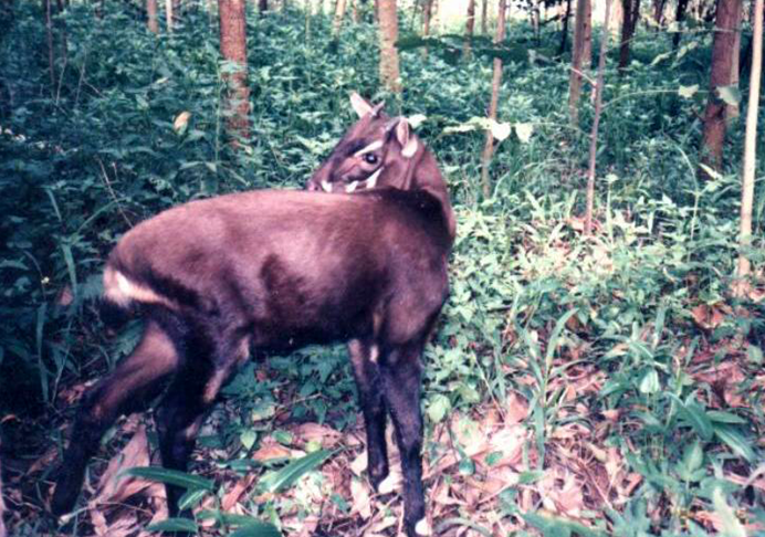 Saola Pseudoryx nghetinhensis