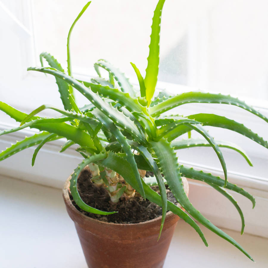 8 plantas muy resistentes a la sequía