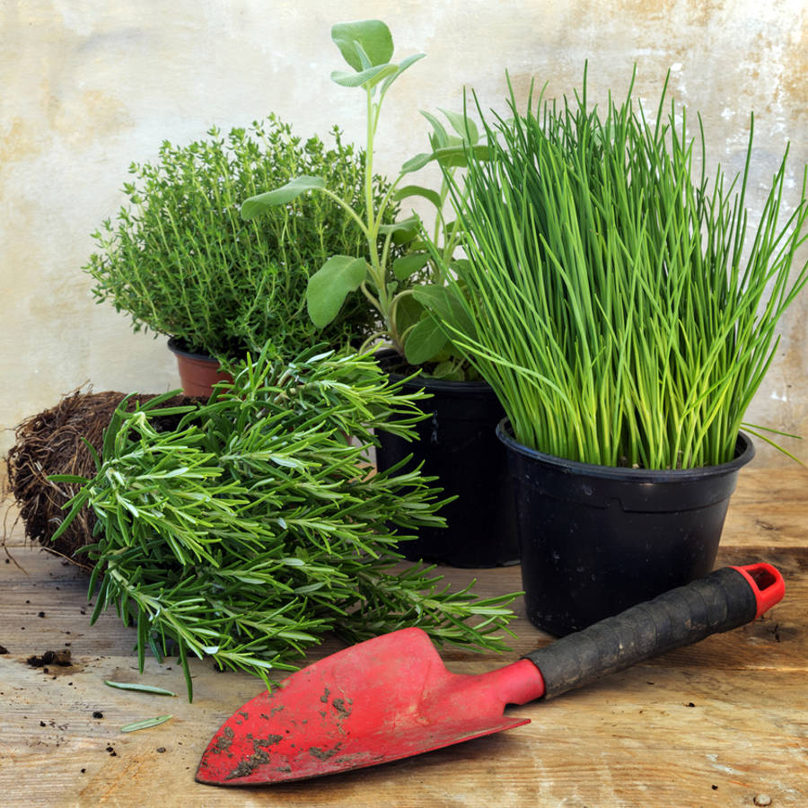 Buenas y malas vecinas: qué aromáticas no hay que poner juntas en la jardinera