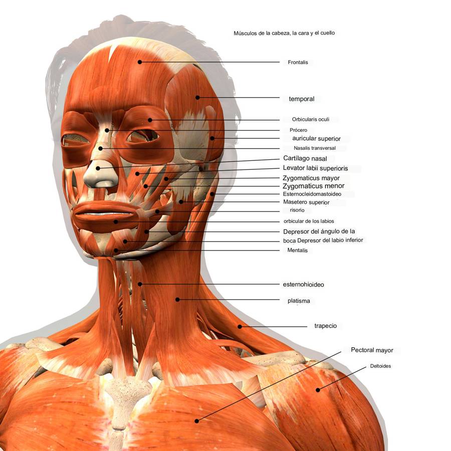músculos cara cuello y cabeza