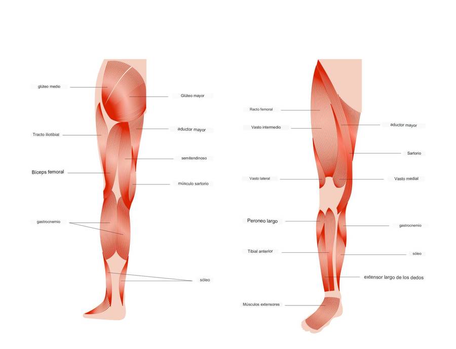 musculos de las piernas