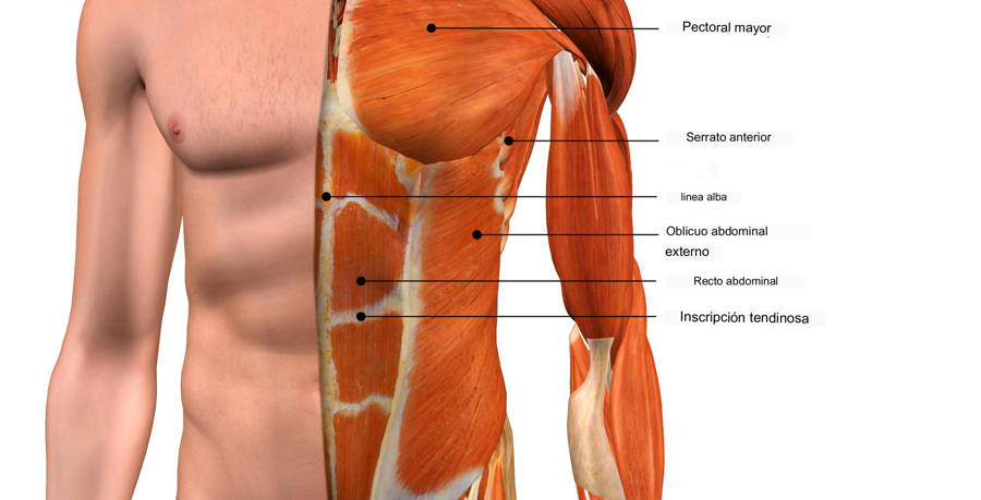 músculos torso