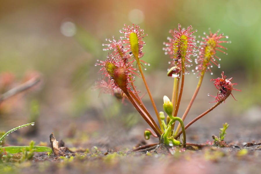 Drosera rotundifolia