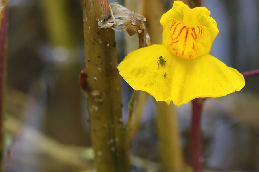 Lentibularia (Utricularia australis)