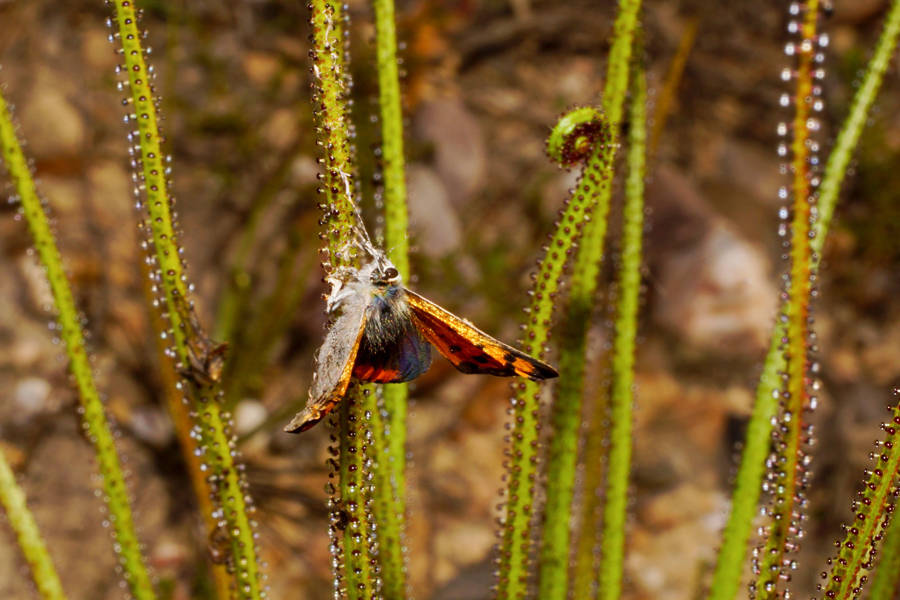 Pino rocío o atrapamoscas (Drosophyllum lusitanicum)