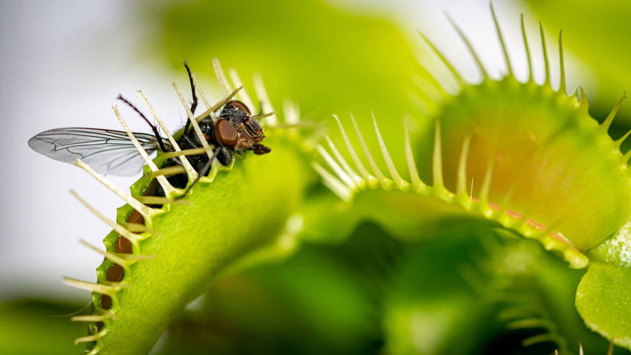 Plantas carnívoras: tipos, cuidados y dónde ponerlas