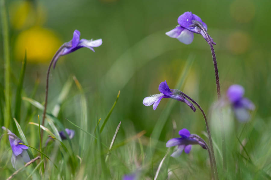 Tiraña o grasilla (Pinguicula vulgaris)