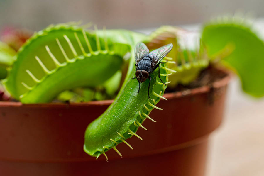 Venus atrapamoscas (Dionaea muscipula)