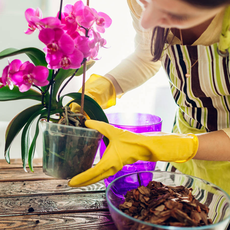 Cómo trasplantar una orquídea y cuidarla para que viva mucho tiempo 