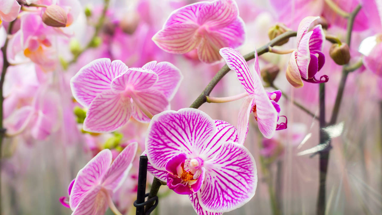 Orquideas: riego con hielo