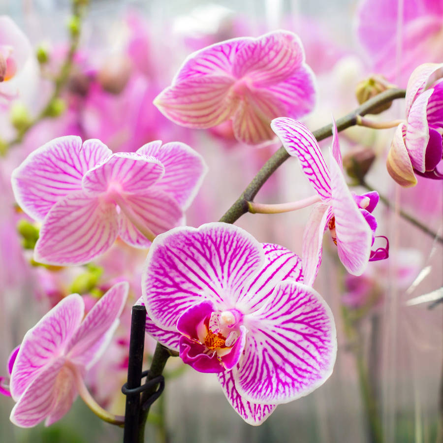 Orquideas: riego con hielo