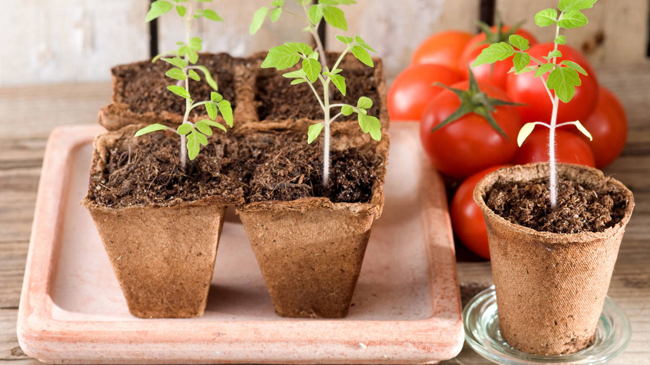 Plantar tomates