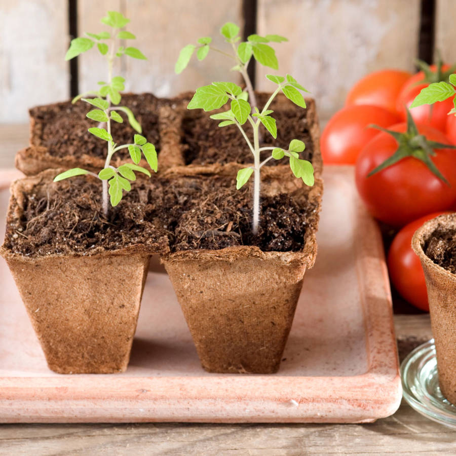 Cómo plantar tomates paso a paso