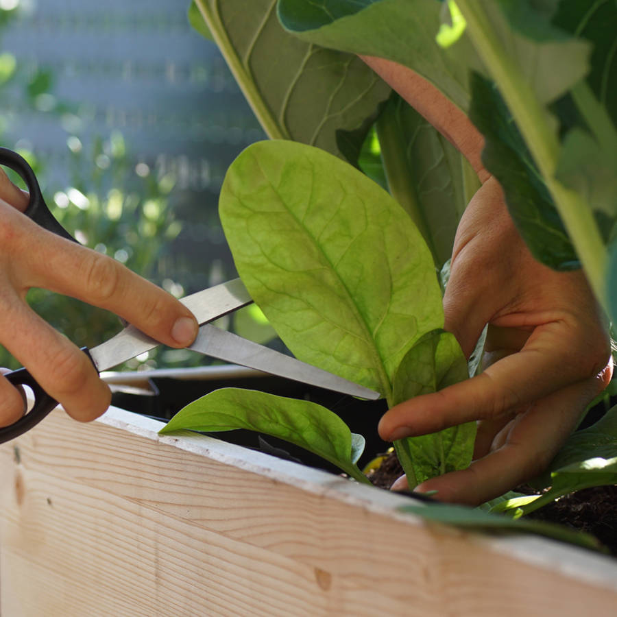 Hojas frescas para tu ensalada: siembra espinacas en el jardín o el balcón