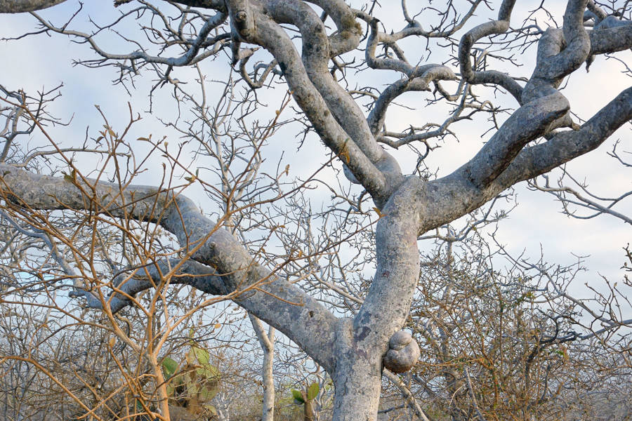 Palo santo Bursera graveolens