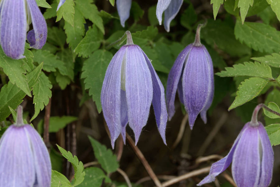 Clematis alpina