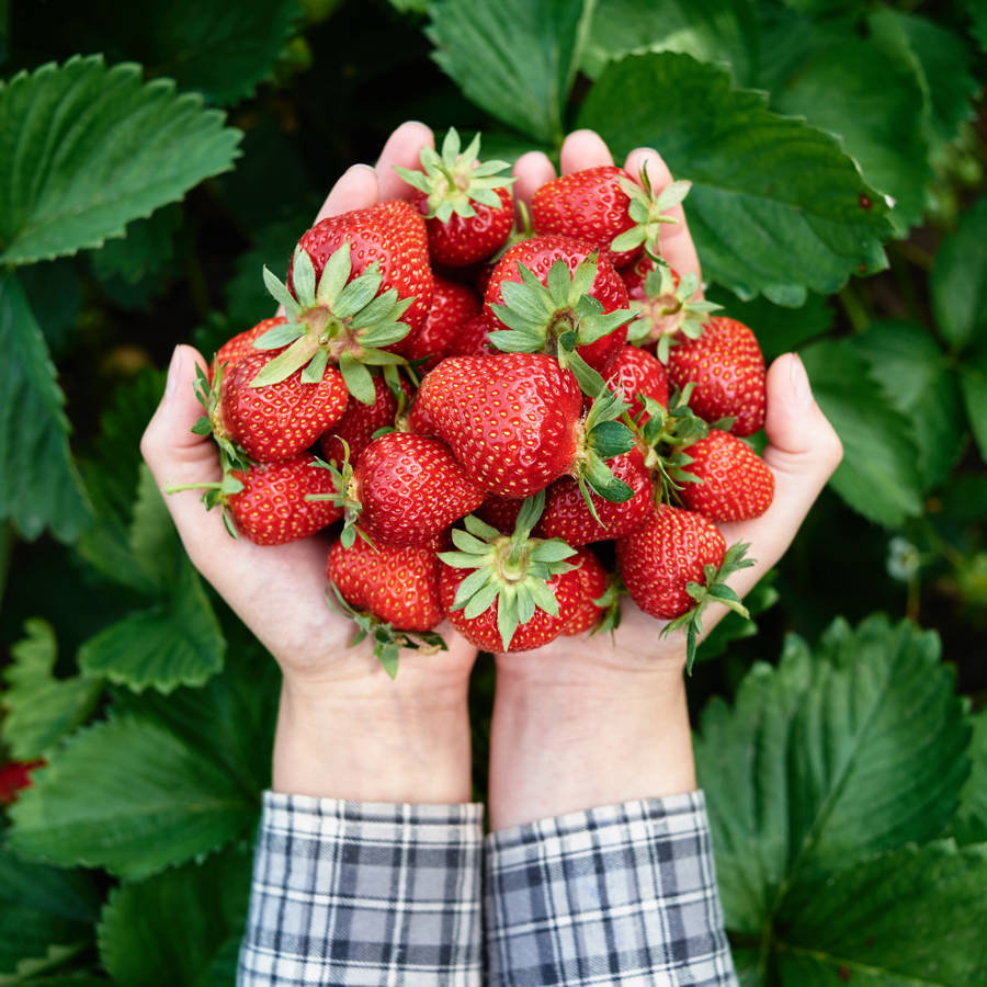 Plantar fresas: los trucos para que crezcan bien y tener una buena cosecha