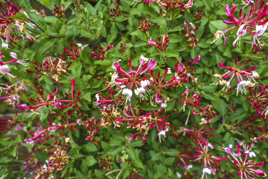 Lonicera periclymenum