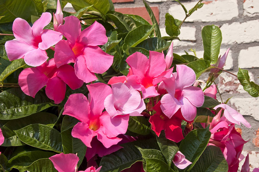 Mandevilla