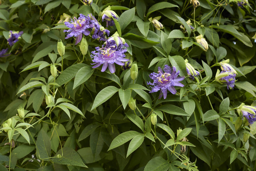 Passiflora