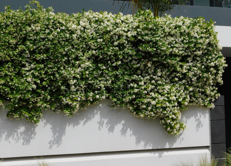 TRACHELOSPERMUM-JASMINOIDES