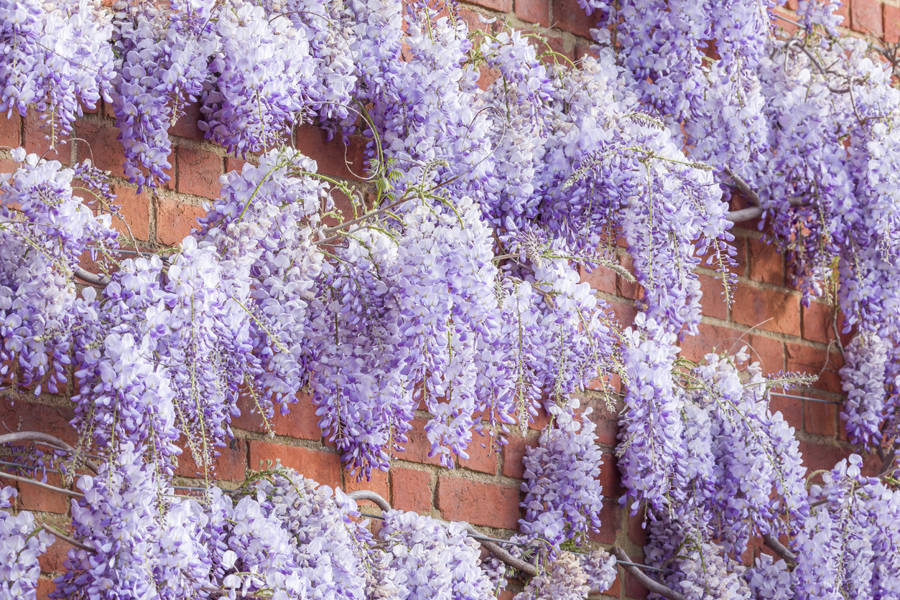 Wisteria Floribunda