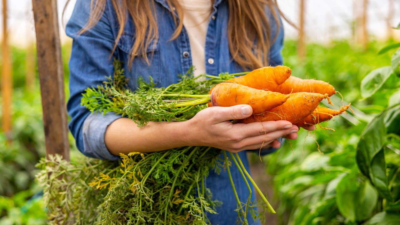 Alimentos ricos en vitamina A