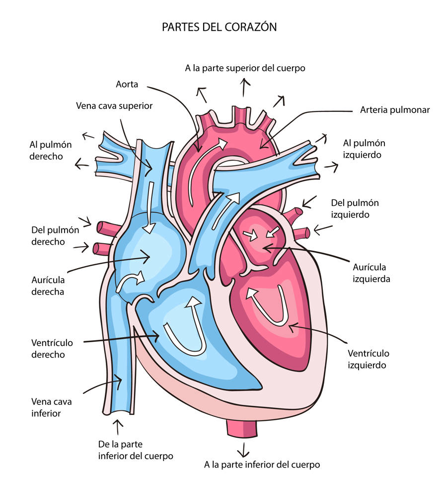 Partes Del Corazón Con Dibujo Y Sus Funciones