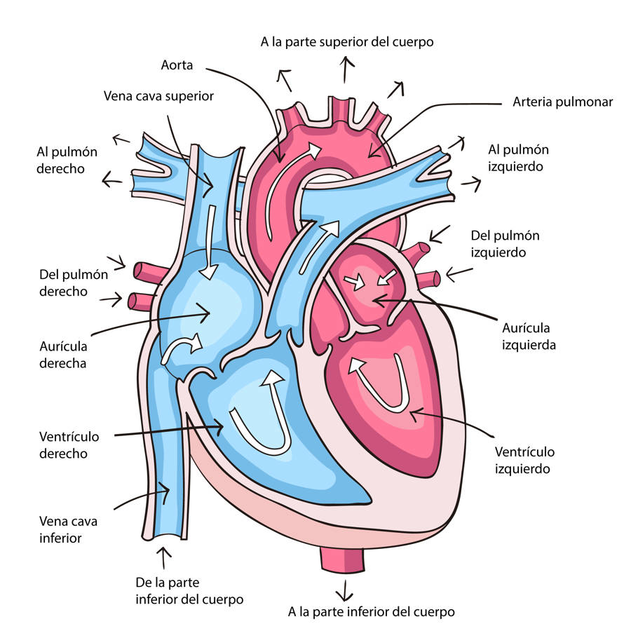 Partes del corazón (con dibujo) y sus funciones