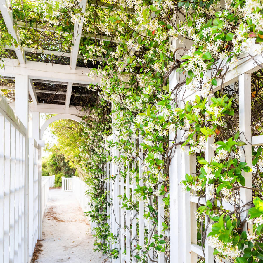 16 plantas trepadoras con flor que son bonitas, olorosas y embellecen tu jardín o terraza todo el año