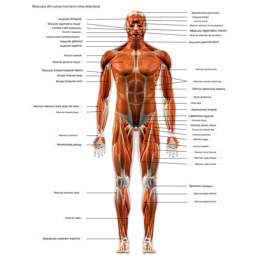 Músculos del cuerpo humano: de la cabeza, el cuello, el tronco, los brazos, las piernas y la espalda (con fotos y ejercicios para reforzarlos)