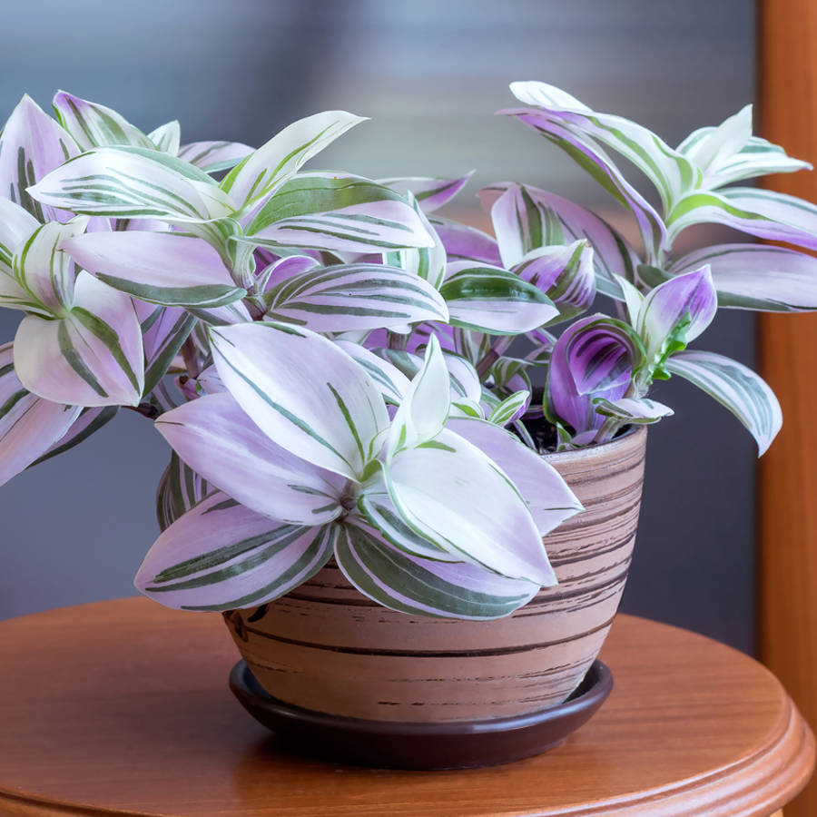 Tradescantia o "amor de hombre": una planta hermosísima y muy fácil de cuidar