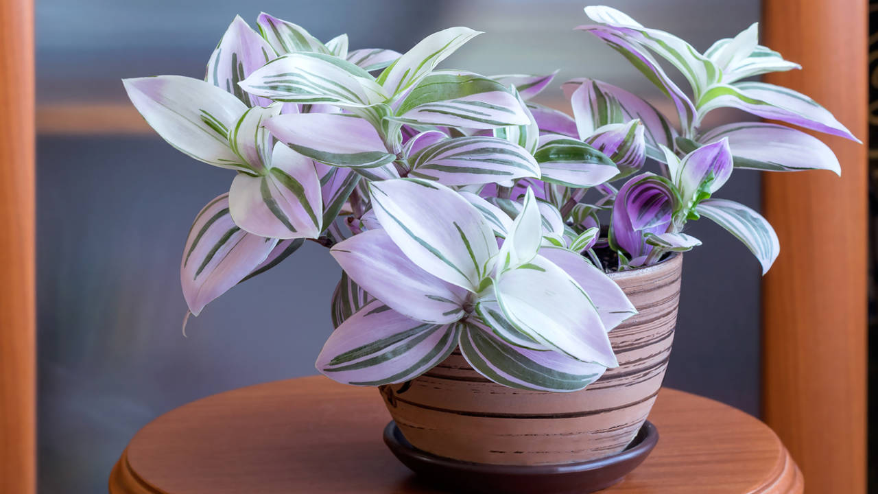 Tradescantia o "amor de hombre": una planta hermosísima y muy fácil de cuidar