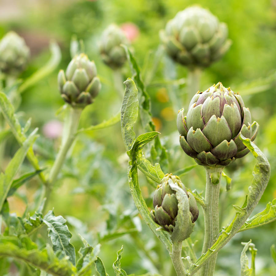 alcachofa planta