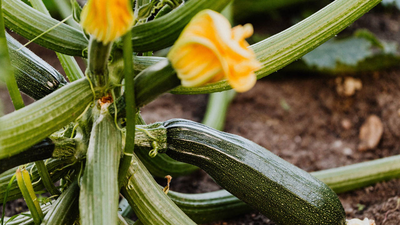 Cuidados de la planta del calabacín