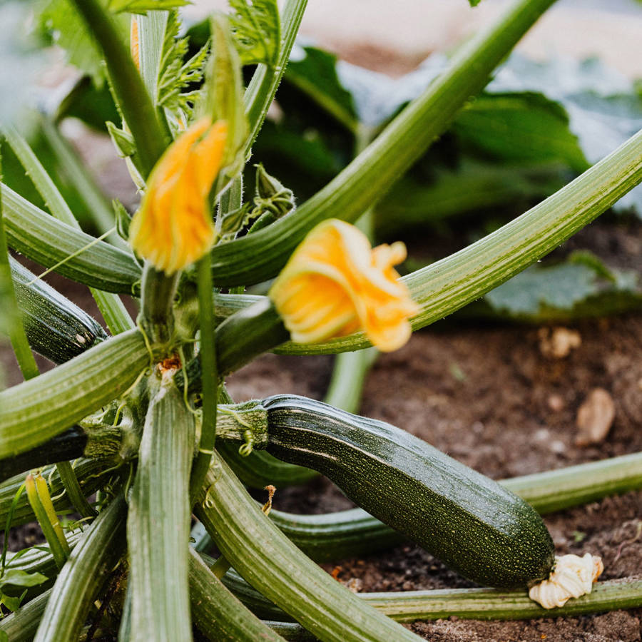 Cómo cultivar calabacines y cosechar también la flor de calabacín