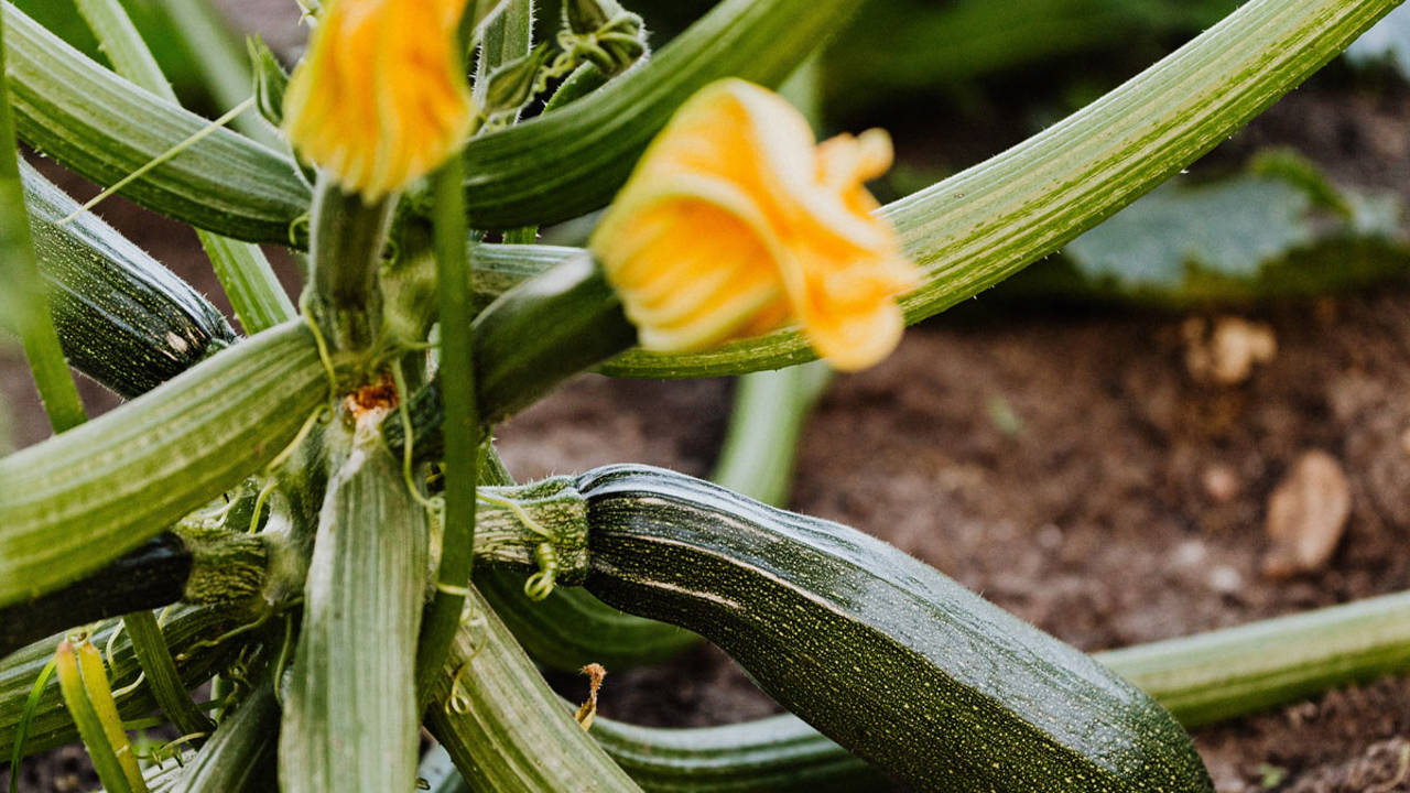Cómo cultivar calabacines y cosechar también la flor de calabacín