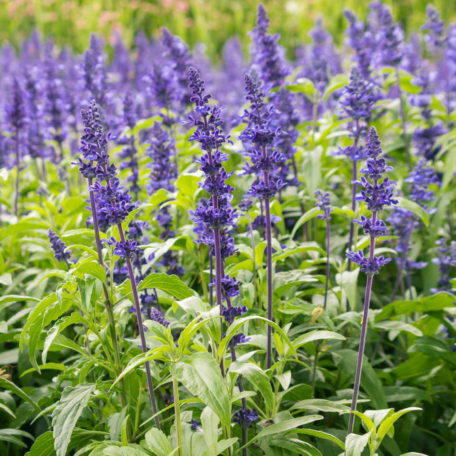 La salvia florece: 9 cosas que puedes hacer con las flores