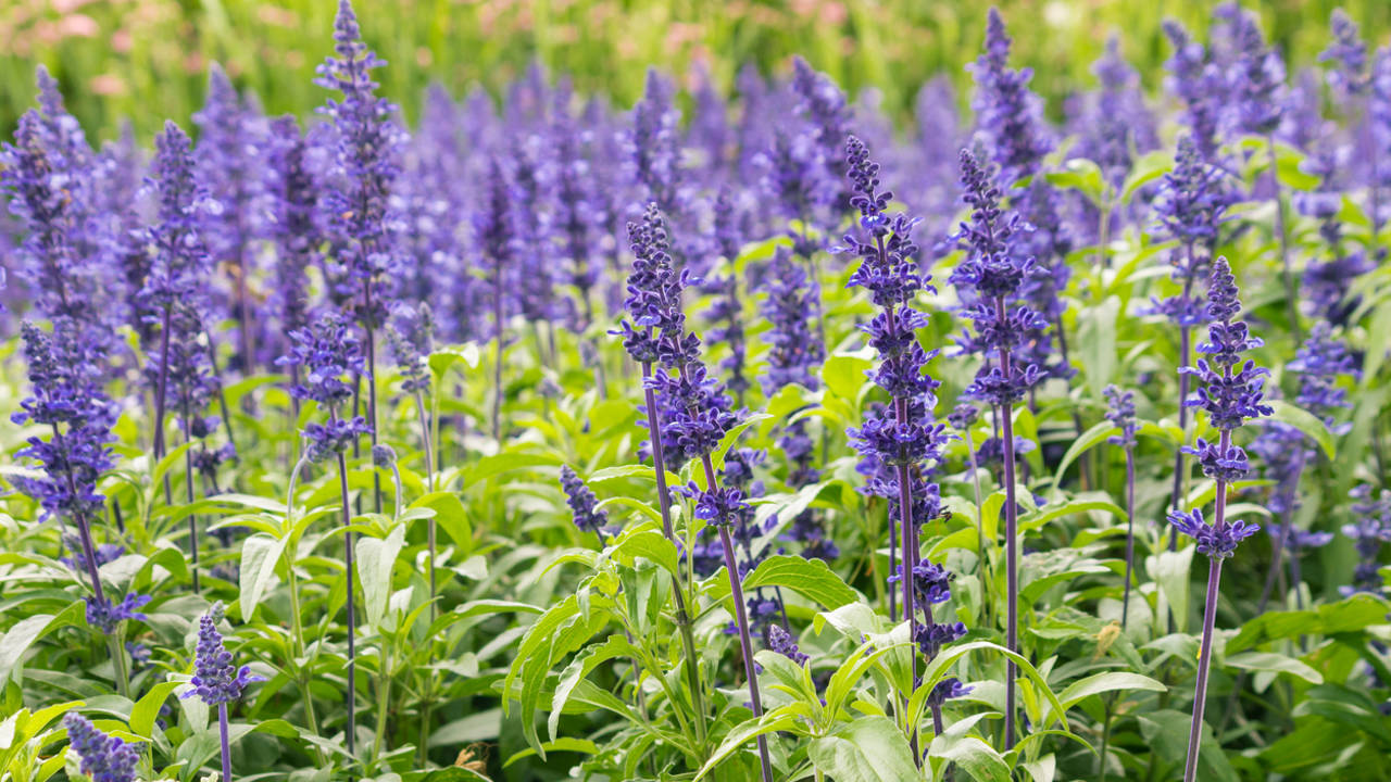 Flores de salvia