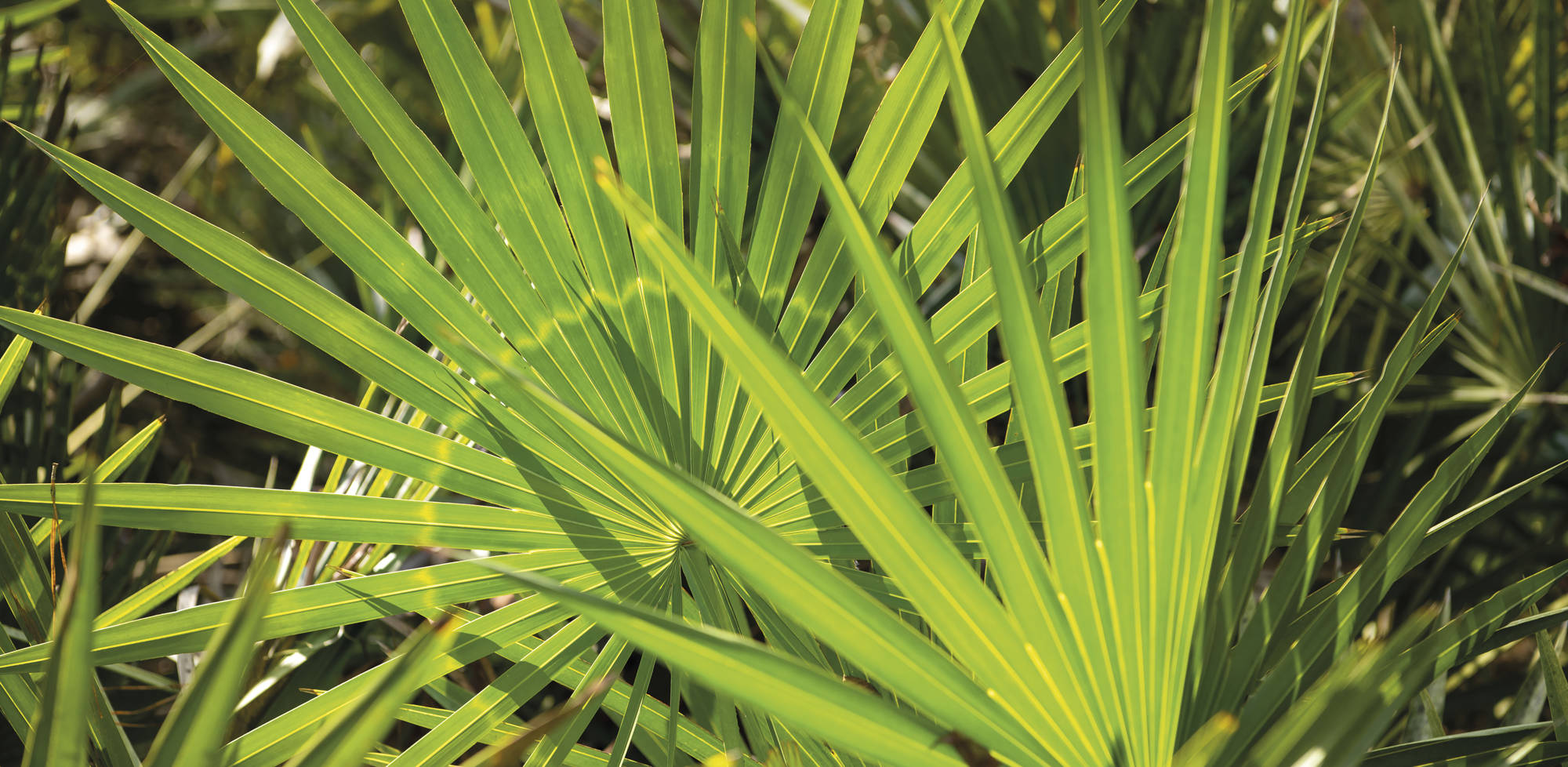 1. Sabal