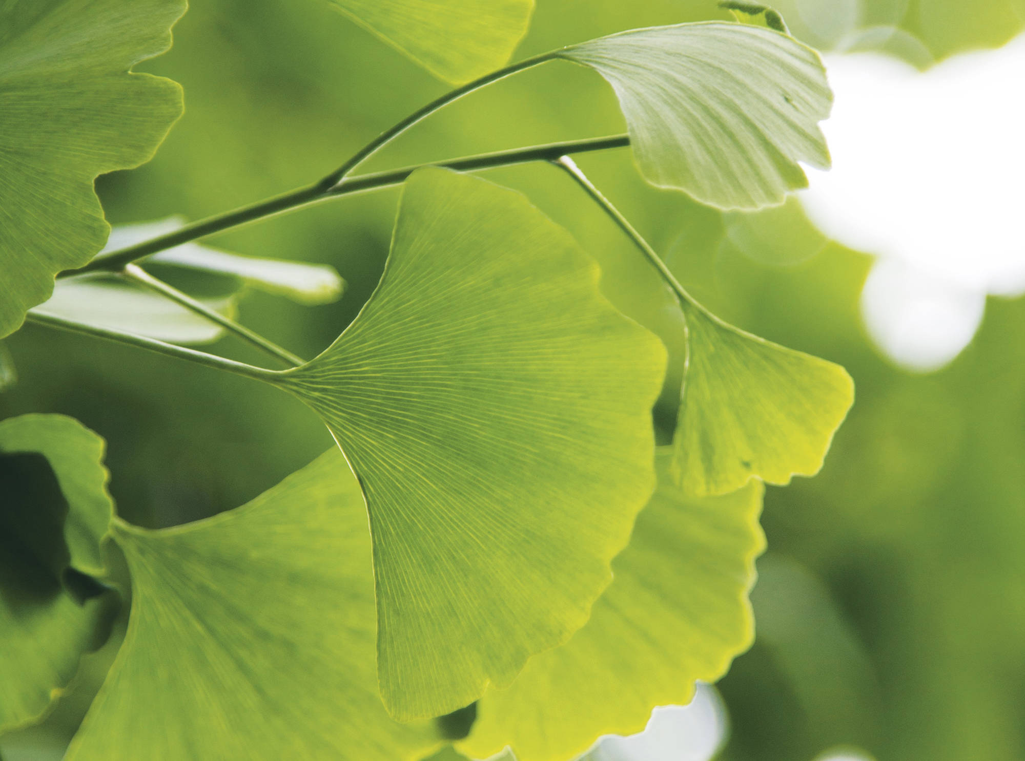 5. Ginkgo biloba