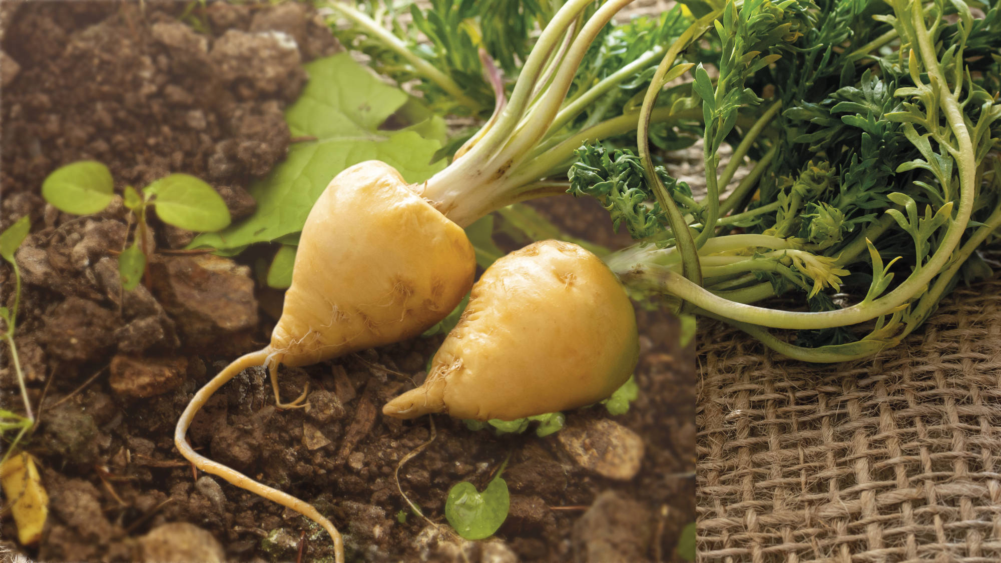 7. Maca