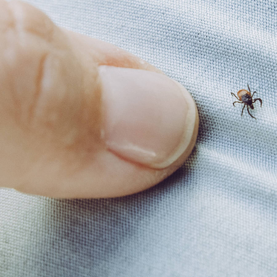 Qué hacer si te pica una garrapata "cazadora" y cómo alejarlas del jardín