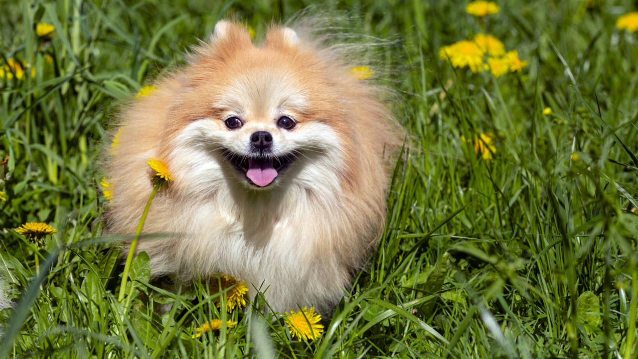 Perro en un prado